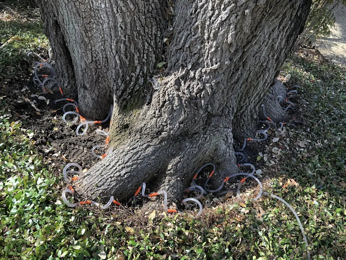Detailed Tree Cabling and Bracing job site in Coulee Dam